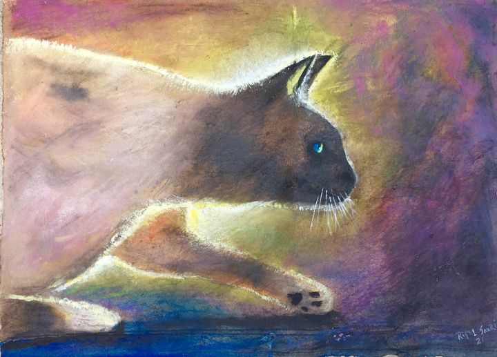 Curious cat - Rigel Sauri