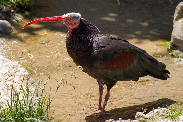 Northern Bald Ibis - Mikes gallery