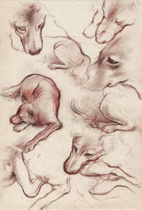 Live study of a dog - The art mansion - Drawings & Illustration, Animals,  Birds, & Fish, Other Animals, Birds, & Fish - ArtPal