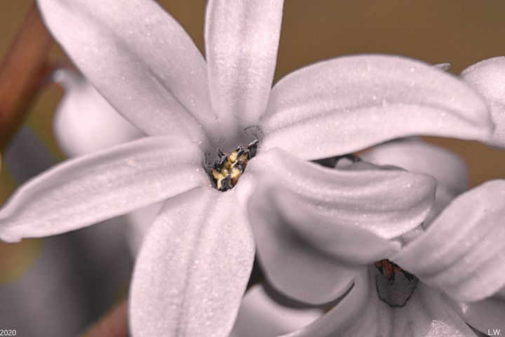 Selected Coloring Hyacinthus - Lisa Wooten Photography