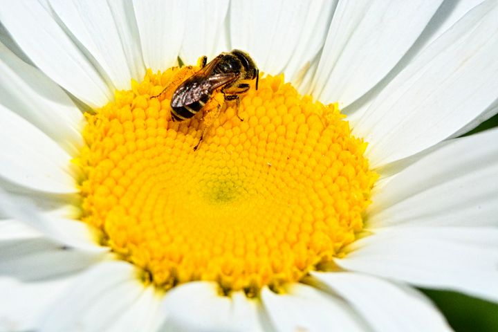 Shasta Daisy And Bee - Lisa Wooten Photography