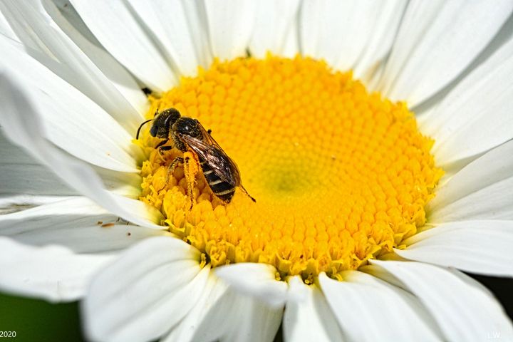 Busy Bee - Lisa Wooten Photography
