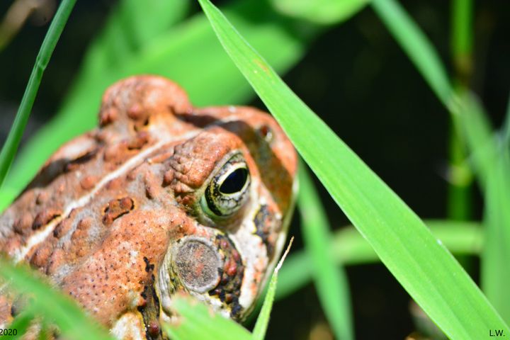 A Frog In The Grass - Lisa Wooten Photography