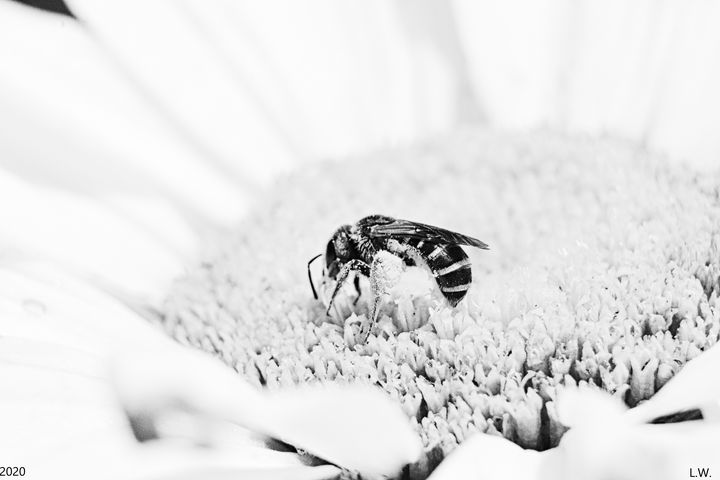 Gathering The Pollen Black And White - Lisa Wooten Photography
