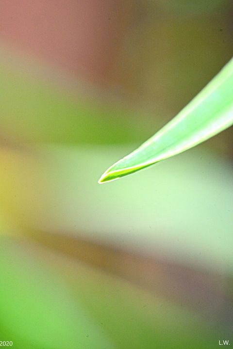 A Simple Blade Of Grass - Lisa Wooten Photography