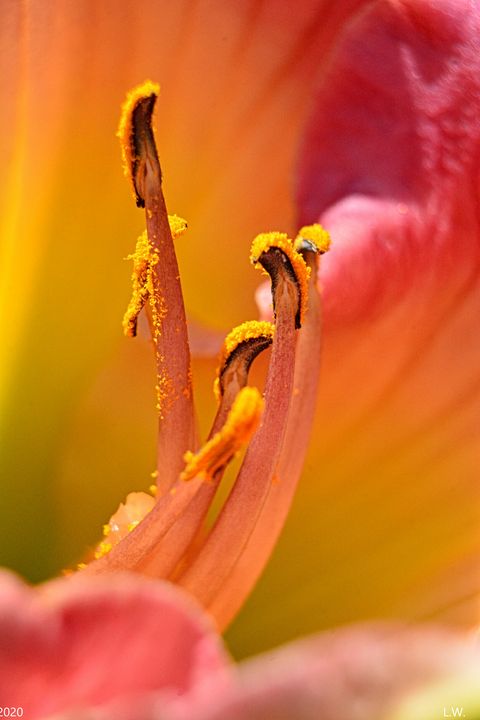 Yellow And Pink Lily Vertical - Lisa Wooten Photography