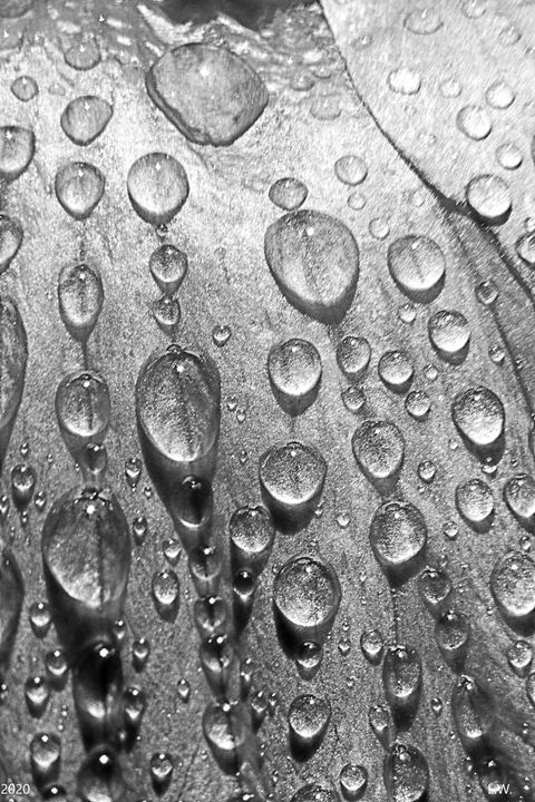 Hibiscus Water Droplets Vertical Bla - Lisa Wooten Photography