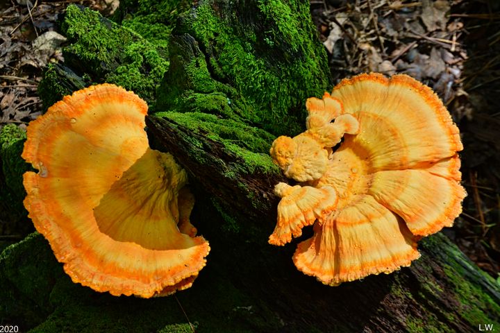 Fungi In The Forest - Lisa Wooten Photography
