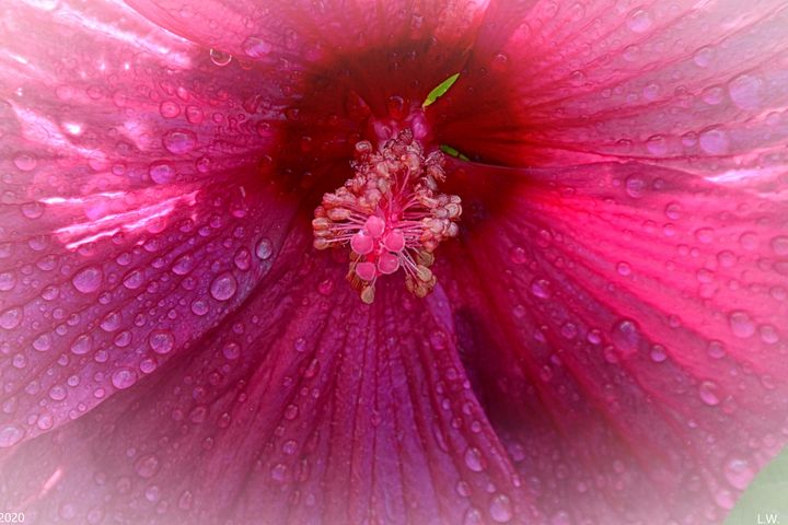 Hibiscus And Dew - Lisa Wooten Photography