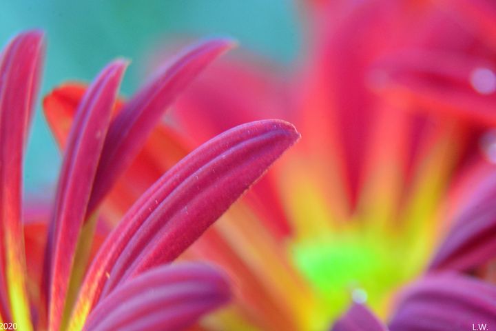 Chrysanthemum Petals - Lisa Wooten Photography