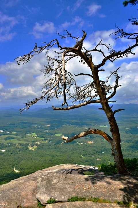 A Lone Tree Atop Yonah Mountain - Lisa Wooten Photography