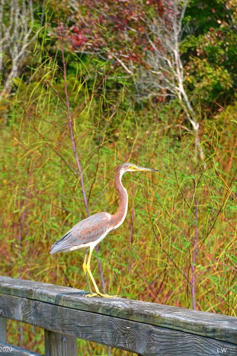 Tricolored  Heron Vertical - Lisa Wooten Photography