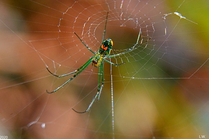 Spiders are air-breathing arthropods that have eight legs, chelicerae with  fangs generally able to inject venom, and spinnerets that extrude silk.  They are the largest order of arachnids Photos