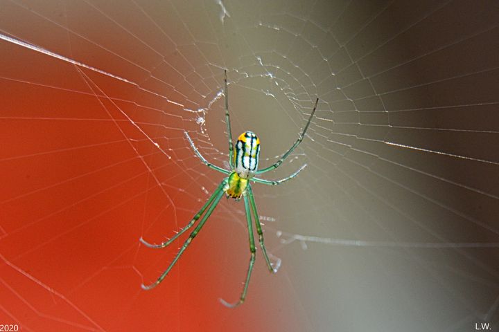 Spider 2 - Lisa Wooten Photography
