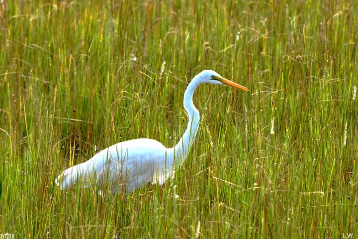 Marsh Grass And An Egret - Lisa Wooten Photography