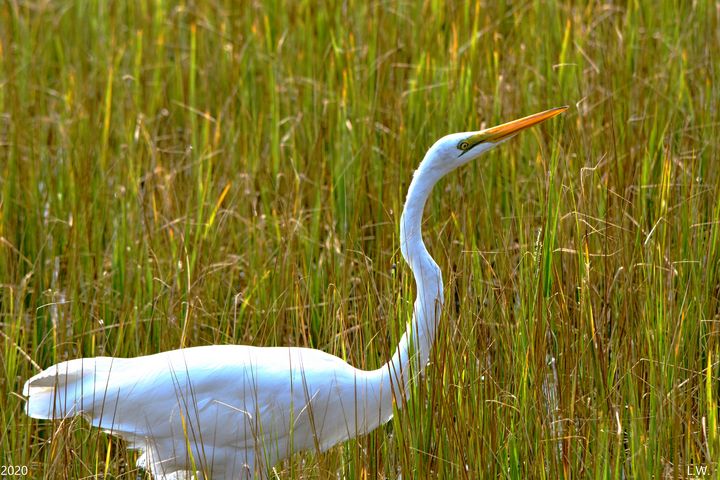 Marsh Grass And An Egret 2 - Lisa Wooten Photography
