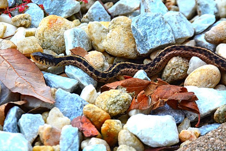 Snake On The Rocks - Lisa Wooten Photography