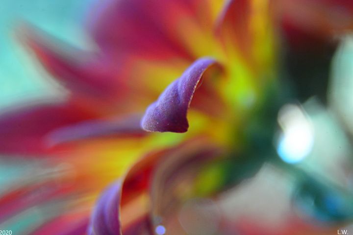 Chrysanthemum Softness - Lisa Wooten Photography
