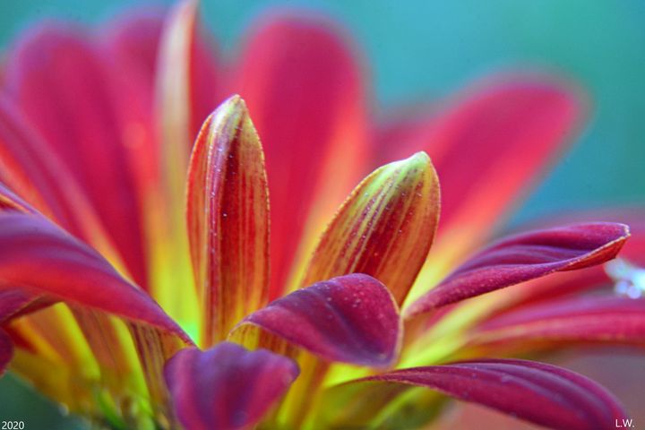 Chrysanthemum Petals 2 - Lisa Wooten Photography