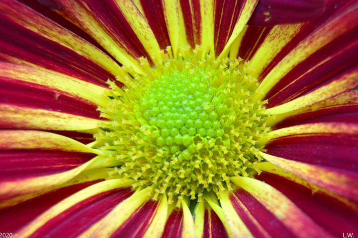 Chrysanthemum Face - Lisa Wooten Photography