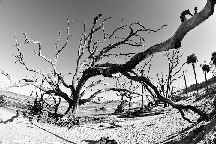 Jekyll Island Driftwood And Sand Bla - Lisa Wooten Photography
