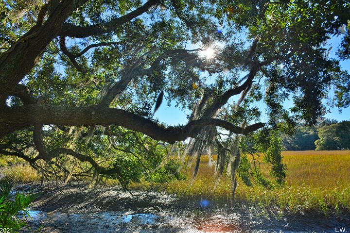 Oak Tree Sunburst - Lisa Wooten Photography