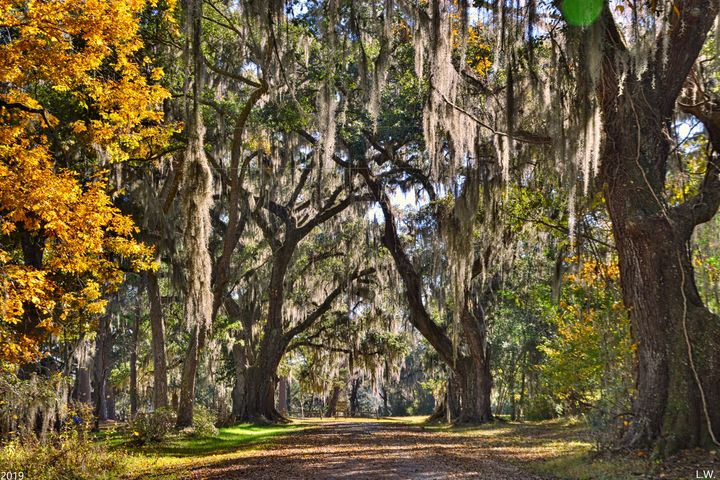 The Entrance To Old House Plantation - Lisa Wooten Photography