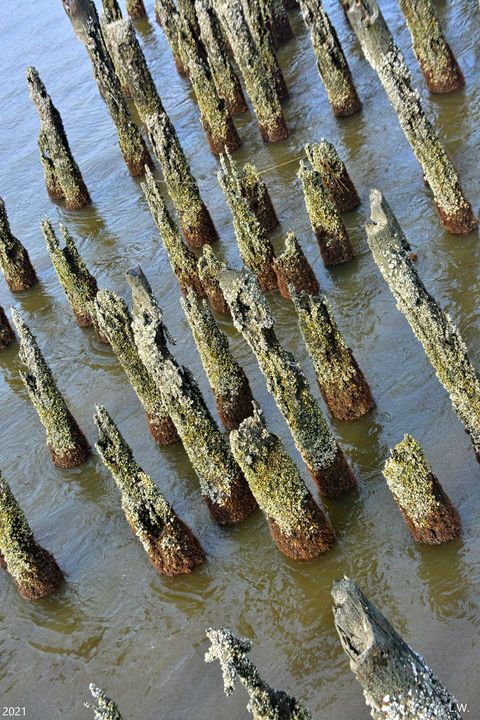 Pilings From An Old Railroad Trestle - Lisa Wooten Photography