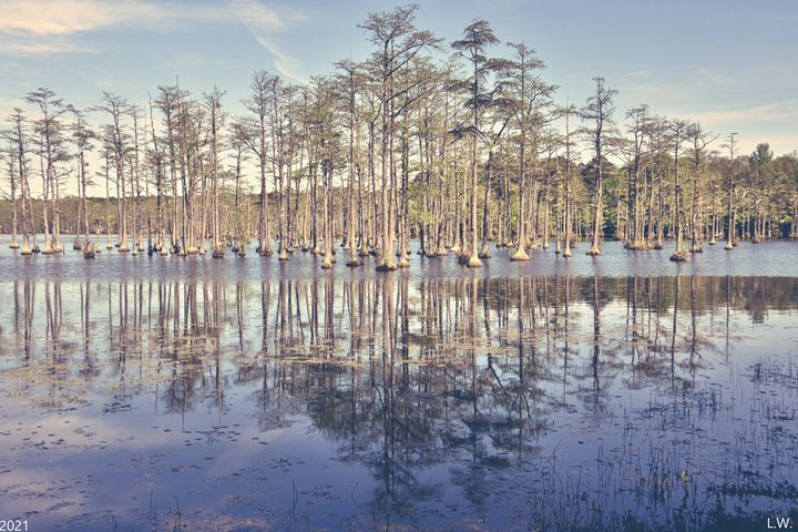 Cypress Trees At Goodale State Park - Lisa Wooten Photography