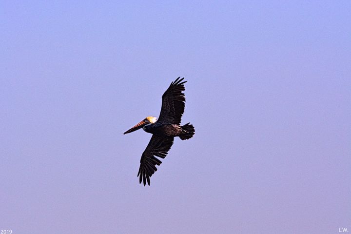 Pelican In Flight - Lisa Wooten Photography
