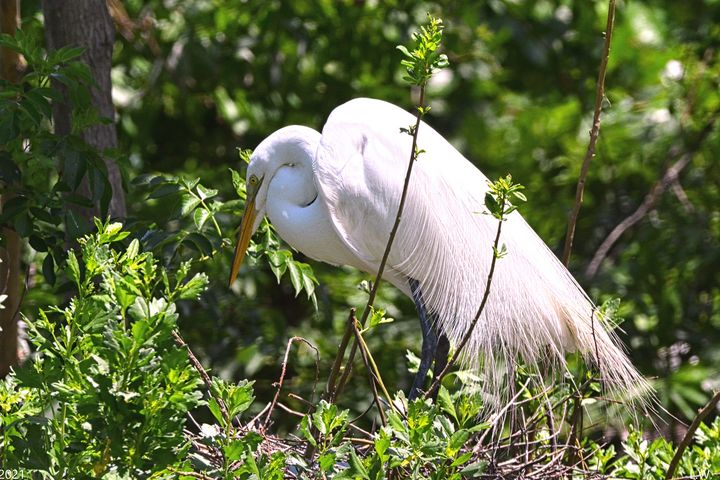 Great Egret Nesting - Lisa Wooten Photography