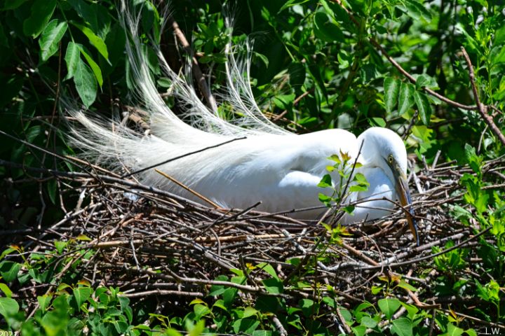 A Great Egret Sitting On Her Nest - Lisa Wooten Photography