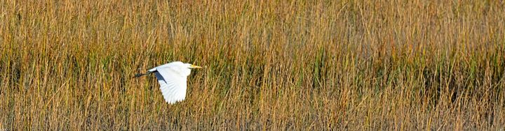 The Great Egret Panorama - Lisa Wooten Photography