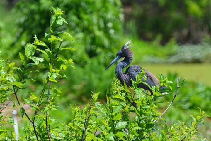 Little Blue Heron Having A Bad Hair - Lisa Wooten Photography