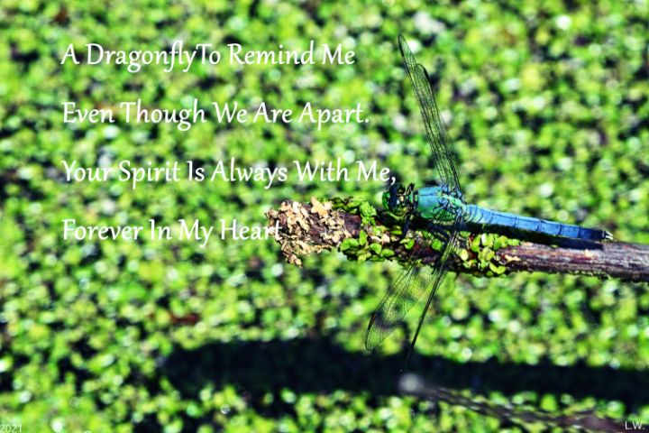Forever In My Heart Dragonfly - Lisa Wooten Photography