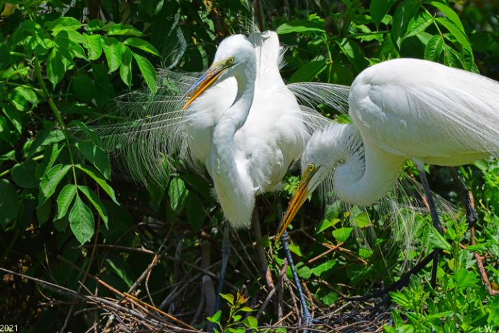 Momma And Poppa Great Egrets - Lisa Wooten Photography
