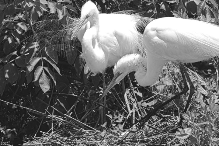 Momma And Poppa Great Egrets Black A - Lisa Wooten Photography