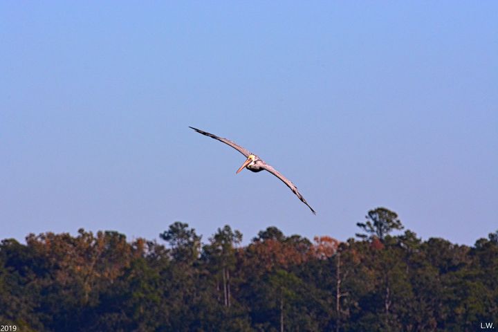 Coming In For A Landing - Lisa Wooten Photography