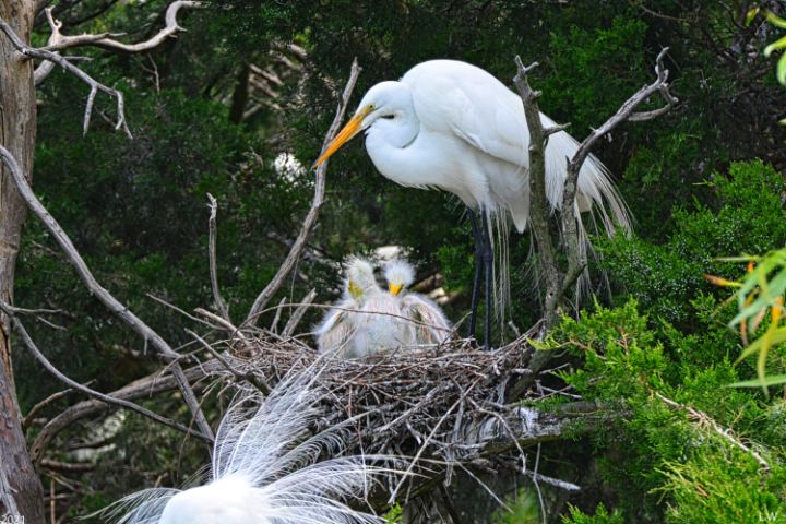 Baby Egrets Nesting With Momma - Lisa Wooten Photography