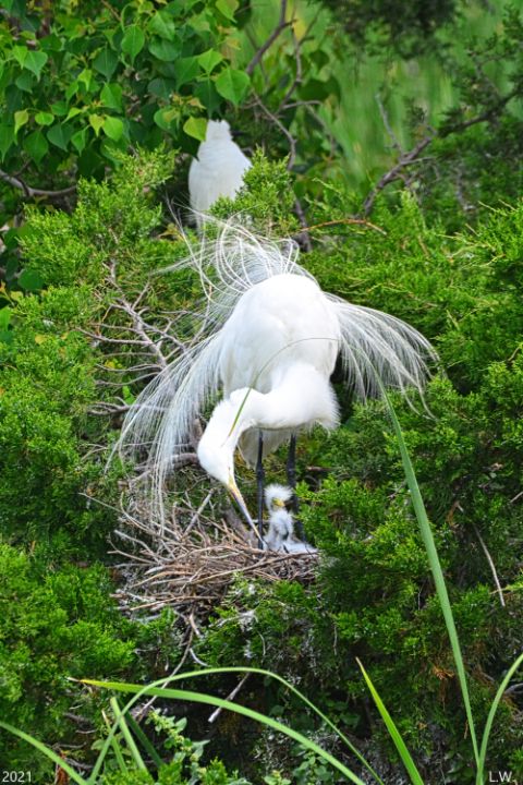 Momma And Baby Great White Heron Ver - Lisa Wooten Photography
