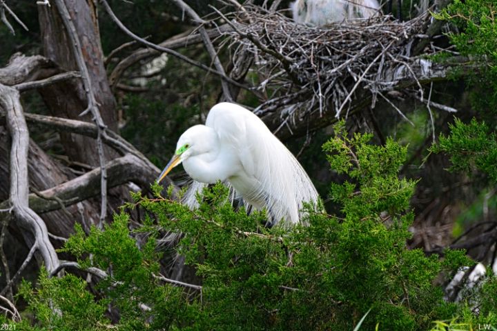 Beautiful  Great White Heron - Lisa Wooten Photography