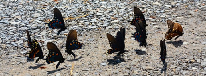 Swallowtail Butterflies Panorama - Lisa Wooten Photography