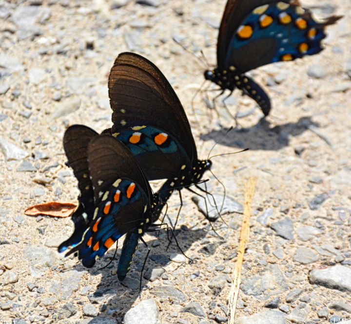Swallowtail Butterflies - Lisa Wooten Photography