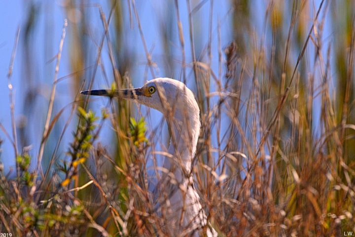 Egret Hiding In The Reeds - Lisa Wooten Photography