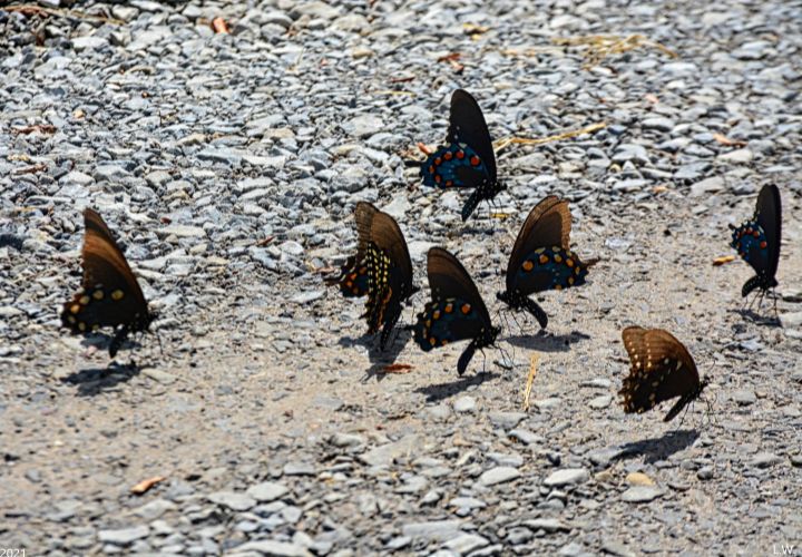Dancing Swallowtail Butterflies - Lisa Wooten Photography
