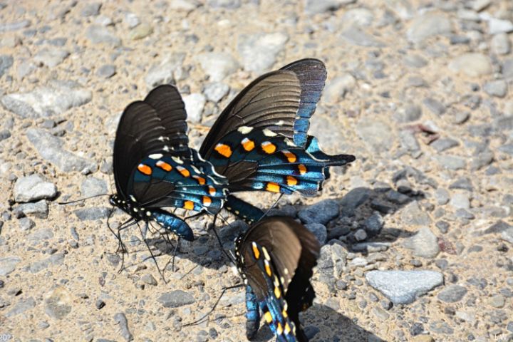 Swallowtail Beauties - Lisa Wooten Photography