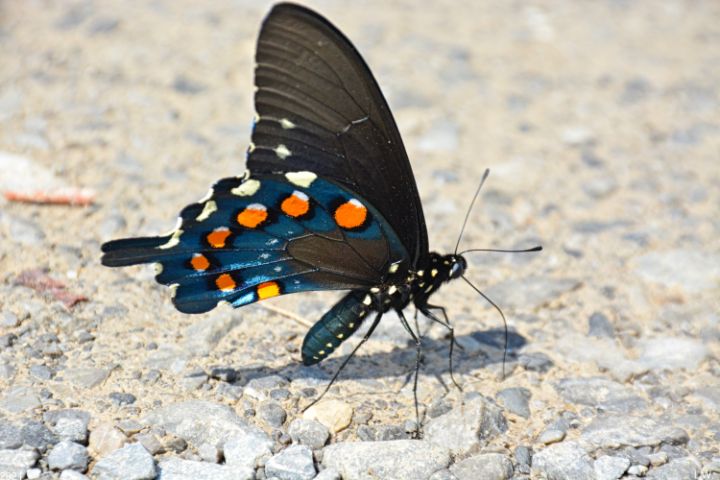Swallowtail Butterfly - Lisa Wooten Photography