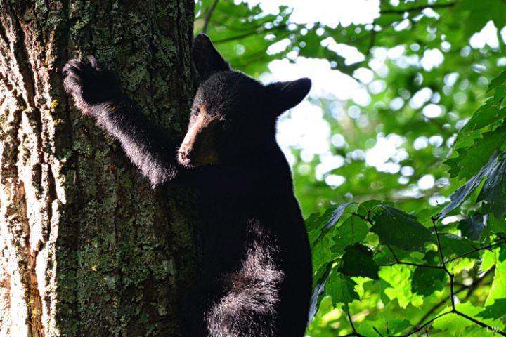 Baby Bear Climbing A Tree - Lisa Wooten Photography
