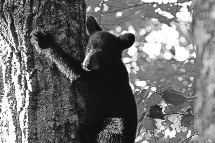 Baby Bear Climbing A Tree B&W - Lisa Wooten Photography