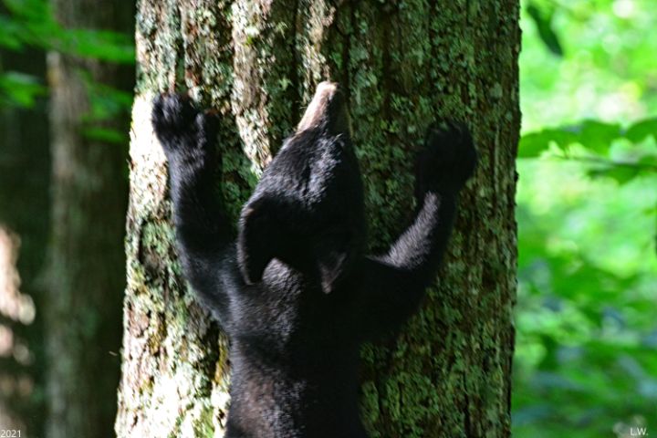 Baby Black Bear Heading Up A Tree - Lisa Wooten Photography
